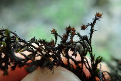 Schistidium rivulare