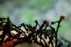 Schistidium rivulare