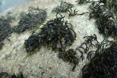 Schistidium rivulare