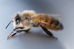 Apis mellifera
