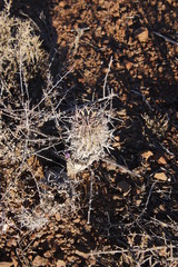 Euphorbia stellispina