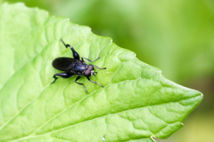 Chalcosyrphus chalybeus