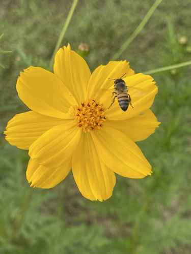 Yellow Cosmos