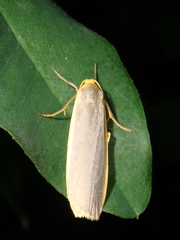 Eilema lurideola