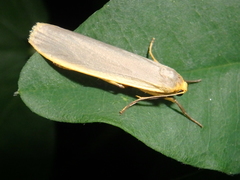 Eilema lurideola