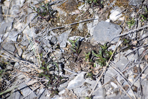 Image of Campanula aurita by (c) Syd Cannings, some rights reserved (CC BY)