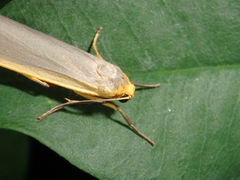 Eilema lurideola