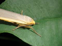 Eilema lurideola