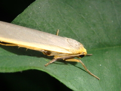 Eilema lurideola
