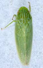 Gyponana cacumina