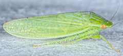 Gyponana cacumina