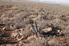 Euphorbia stellispina