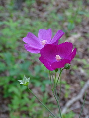 Callirhoe digitata