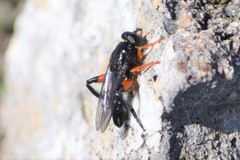 Chalcosyrphus curvaria