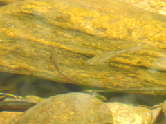 Devario