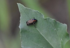 Strigoderma sulcipennis