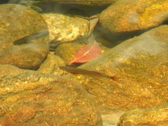 Devario