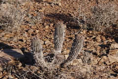 Euphorbia stellispina
