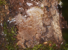 Exidia novozealandica