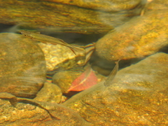 Devario