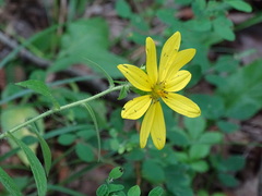 Silphium asperrimum