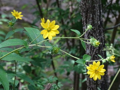 Silphium asperrimum