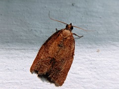 Clepsis consimilana