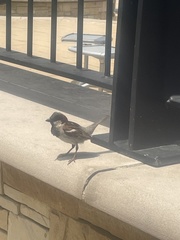 Passer domesticus