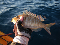 Lethrinus genivittatus