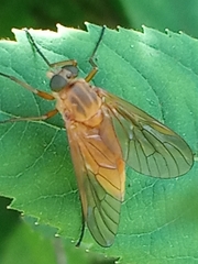 Rhagio tringarius