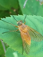 Rhagio tringarius