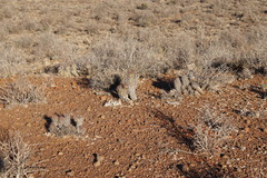 Euphorbia stellispina