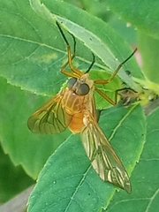 Rhagio tringarius