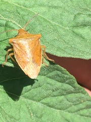 Euschistus ictericus