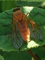 Rhagio tringarius