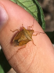 Euschistus ictericus