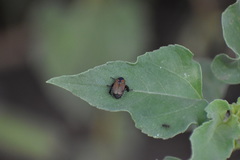 Strigoderma sulcipennis