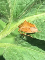 Euschistus ictericus