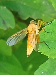 Rhagio tringarius