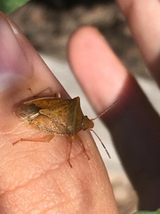 Euschistus ictericus