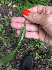 Lolium giganteum