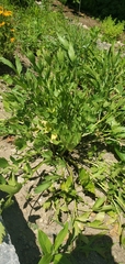 Levisticum officinale
