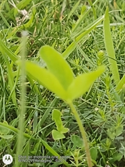 Trifolium medium