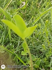 Trifolium medium