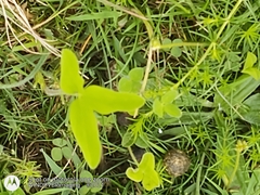 Trifolium medium