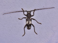 Enaphalodes taeniatus