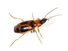 Badister neopulchellus