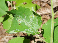 Phyllocnistis labyrinthella