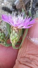 Centaurea limbata