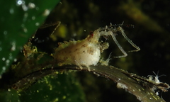 Podoceridae